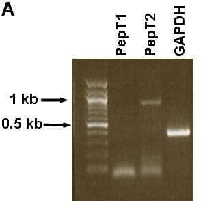 Figure 1A: RT-PCR for PepT1 PepT2 and GAPDH in A549 cells (1% TAE agarose gel).