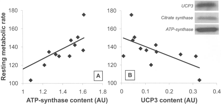 The relationships between mass-adjusted resting metabolic rate (in kcal day-1 kg-2/3) and (A) ATP-synthase and (B) UCP3 content in whole muscle homogenates (n = 12). AU = arbitrary units.