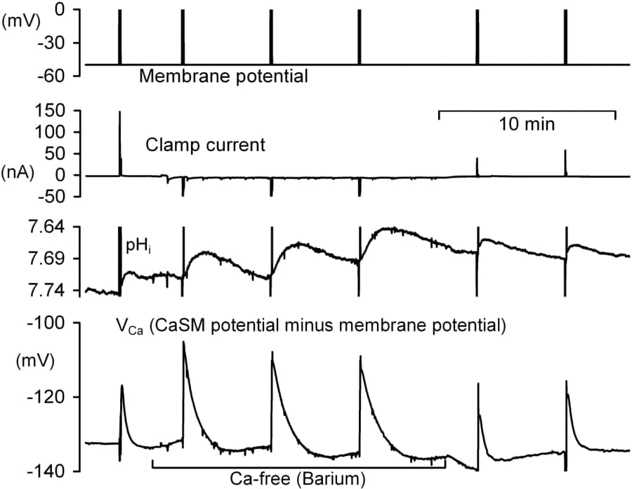 Fig 1. Recording of part of an experiment on a snail neurone in an isolated suboesophageal ganglion. The recording shows from the top membrane potential clamp current (pHi) and the potential of the intracellular CaSM referred to the membrane potential (VCa). VCa values of -120 mV and -140 mV correspond to [Ca2+] of about 300 and 60 nM respectively. Where indicated the ganglion was superfused with snail Ringer in which the normal 7 mM CaCl2 was replaced with 7 mM BaCl2.