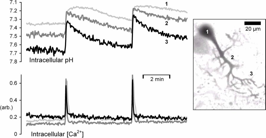 Figure 1. Simultaneous ratiometric recordings of intracellular pH and intracellular [Ca2+] from a whole-cell patch-clamped Purkinje neurone in a cerebellar slice in HEPES buffered Ringer. The cell was depolarized twice to 0 mV for 1s from a holding potential of -60 mV. Data are shown for three regions; the cell body primary dendrite and secondary dendrites. The patch solution was based on CsCl and contained 125 µM HPTS and 62.5 µM Fura-red.