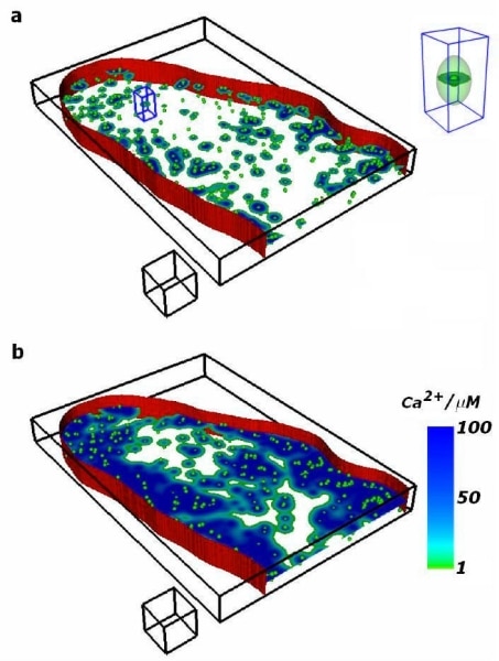 Figure 1 Transverse slab through part of the virtual cell encompassing the Z-disk the surface represents the sarcolemma and the balls demonstrate the spatial distribution of RyR clusters. (a) (t = 15 ms) and (b) (t= 65 ms) are frames from a movie illustrating initiation and propagation of intracellular calcium wave. The insert in (a) is a magnified view of the identified spark in (a) illustrating the anisotropy in the spread of a single spark. The spatial scale cube has the edge length of 2 µm.