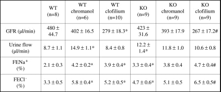 Table 1: Renal parameters in WT and KO mice * indicates a significant difference to WT. # indicates a significant difference to KO