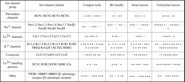 Table 1. Summary of expression profile of ion channel and gap junction channel, and Ca2+ handling protein subunits throughout cardiac tissues.