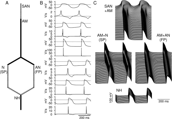 Fig. 1. Simulated action potentials in 1D model from SAN to AVN