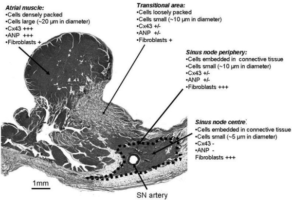 Figure 1. Summary of histology and immunohistochemistry data.