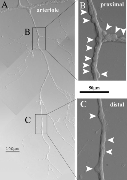 Figure 1. A vascular complex freshly isolated from the retina of an adult rat.