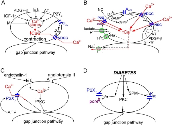 Figure 2. Schematic summaries of recently characterized mechanisms mediating the response of retinal microvessels to extracellular signals.