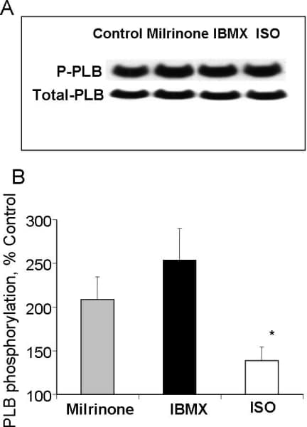 Figure 1. A, representative Western blot of the basal level of PLB phosphorylation at serine16, and total PLB in SANC prior to and following milrinone (50 μmol/L), IBMX (100 μmol/L) or β-AR stimulation (1 μmol/L, ISO). B, relative values of phosphorylated PLB normalized to total PLB (n=8).