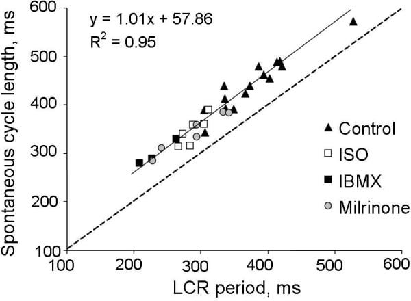 Figure 2. The effects of PDE inhibition (IBMX, 100 μmol/L or milrinone, 50 μmol/L) or β-AR stimulation (isoproterenol, 0.1 μmol/L) to alter the spontaneous cycle length are linked to their ability to control the LCR period.
