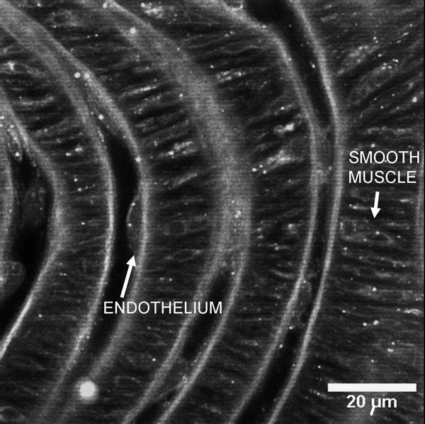 A confocal 'slice' through the ridged luminal surface of a mouse carotid artery. The alternating vertical 'bands' show the repeating sequence of (from left) luminal space endothelium internal elastic lamina and medial smooth muscle. The continuous curving vertical white lines show the natural fluorescence of the elastic lamina. All other staining indicates the binding of a fluorescent ligand to α1-adrenoceptors which can be seen on both endothelial and smooth muscle cells.