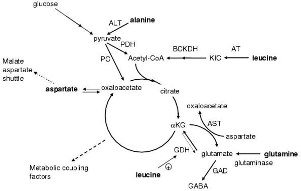 Fig. 1 Schematic describing metabolism of selected amino acids and the related production of metabolic stimulus-secretion coupling factors involved in insulin release. The pathway of glutamine metabolism via glutaminase GDH and entry into the TCA cycle (glutaminolysis) is illustrated along with essential points of amino acid interaction with glutamine and glucose metabolism.