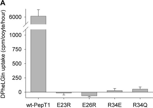 Figure 1: (A) PepT1-dependent uptake of [3H]-D-Phe-L-Gln and (B) transporter surface expression in Xenopus oocytes expressing wt-PepT1 E23R- E26R- R34E- or R34Q-PepT1.