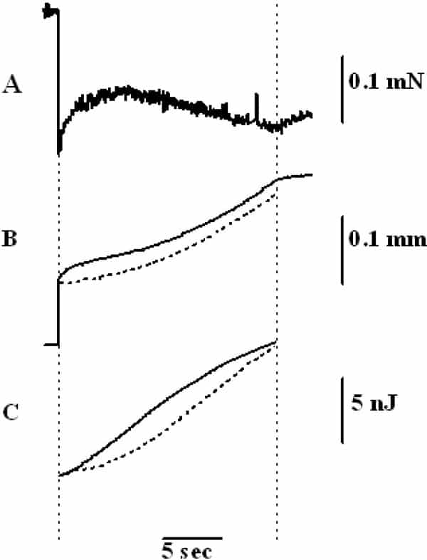 Figure 1. Time-course of some mechanical variables. A: Force; B: Fibre shortening (solid) and distance moved by virtual mass (dash); C: Work done by fibre (solid) and kinetic energy of mass (dash). Vertical cursors indicate the feedback control period. Initial fibre length 0.47 mm; average diameter 73 μm; virtual compliance 0.36 m N-1; virtual mass 58 kg; temperature 11.0 0C.