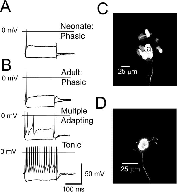 Voltage responses obtained in response to long (200 ms) de- and hyperpolarizing current pulses (2x threshold and -0.1 nA) recorded from neonatal (A) and adult ICG (B) neurones. Confocal images of a neonatal (P5) mouse intracardiac ganglion (C) showing presumptive evidence for dye-coupling between neurones (neurone ‘a’ was injected with the gap junction permeable tracer Neurobiotin which spread to neighbouring neurones) and an adult mouse intracardiac ganglion neurone (D).