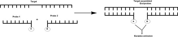 Figure 1. Target assembly of pyrenyl- and naphthalenyl- labelled exciprobes in tandem.