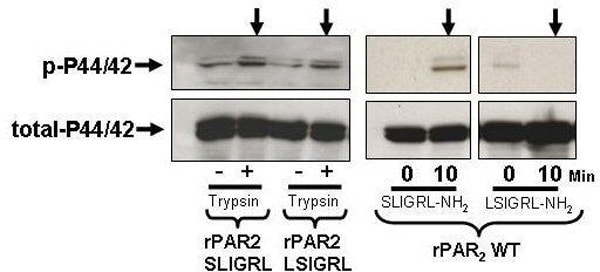 Differential MAPK signaling by trypsin-revealed TL sequences and synthetic PAR-activating peptides.
