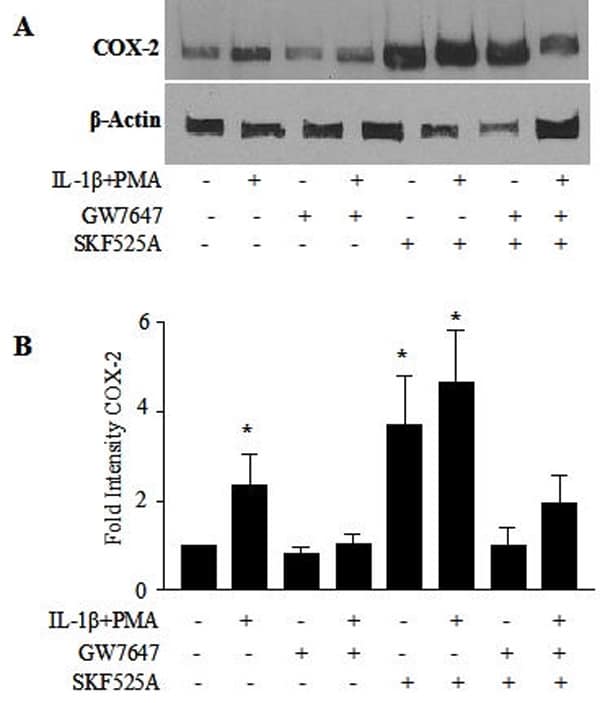Figure 1. PPARα activation inhibits IL-1β and PMA and SKF525A induced COX-2 expression. COX-2 expression was measured in J774.2 cells treated with IL-1β (10ng/ml) and PMA (1nM) for 24h. Cells were pretreated with SKF525A (30μM) and/or GW7647 (10nM) for 2h and 1h respectively. (A) A typical western blot and (B) corresponding analysis by densitometry normalized to β-actin. Data represents n=3 from 3 separate experiments. * p<0.01 One-way ANOVA with Bonferroni post test significant difference from control.