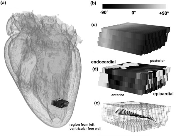 (a) Cardiac location of selected block. (b) Smooth change in the fibre helix angle during (c) discontinuous change in the sheet angle (positive to negative sheet transition) and (d) combined smooth changes in fibre orientation (black rods) with discontinuous changes in sheet angle (shaded grid). (e) Monochrome angular scale.