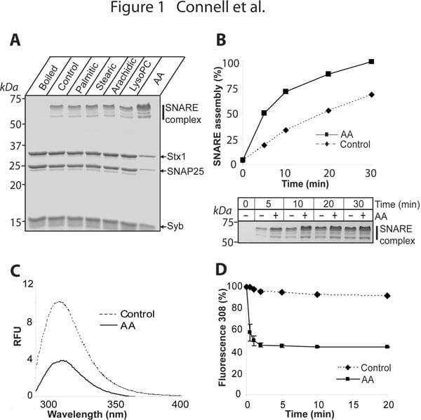 Fig1. Action of arachidonic acid (AA) on syntaxin1 (Stx1). (A) SNARE reactions in the presence of 100 µM saturated palmitic (C16:0) stearic (C18:0) arachidic (C20:0) acids brain lysophosphatidylcholine (LysoPC) and unsaturated AA (20:4). Coomassie-stained gel. (B) AA-induced acceleration of SNARE assembly. (C) (D) Rapid AA-triggered change in syntaxin1 intrinsic fluorescence (excitation 280 nm).