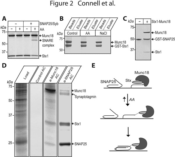 Fig2. Interaction of native Munc18 with syntaxin1 persists following arachidonic acid-induced SNAP25 engagement. Coomassie-stained gels. (A) AA allows SNARE assembly with syntaxin1/Munc18. (B) GST-syntaxin1 association with brain Munc18 is not disrupted by 100 µM AA or 1 M NaCl. (C) Incubation of GST-SNAP25 with syntaxin1/Munc18 binary complex in the presence of 100 µM AA leads to pull-down of both syntaxin1 and Munc18. (D) Munc18 co-purifies with syntaxin1/SNAP25 from brain extract (load) during preparative affinity chromatographies (AC) using anti-Munc18 or anti-SNAP25 BrCN beads. (E) AA allows SNAP25 engagement by syntaxin without Munc18 dissociation.