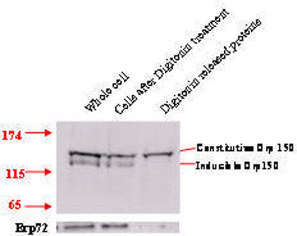 Fig 1. Orp150 immunoblot of HT29 cells shows selective release of constitutive but not the inducible Orp150 form by digitonin permeabilisation. Erp72 is an ER localised protein. Fig 2. Jacalin affinity purification of glucose starved HT29 cell preparation followed by Orp150 immunoblot shows extraction of the constitutive Orp150 isoform.