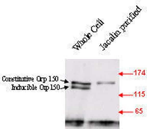 Fig 1. Orp150 immunoblot of HT29 cells shows selective release of constitutive but not the inducible Orp150 form by digitonin permeabilisation. Erp72 is an ER localised protein. Fig 2. Jacalin affinity purification of glucose starved HT29 cell preparation followed by Orp150 immunoblot shows extraction of the constitutive Orp150 isoform.