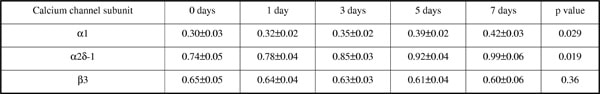 Table 1: L-type calcium channel subunit protein levels normalized to β-actin in human VSMC growth arrested for 1-7 days.