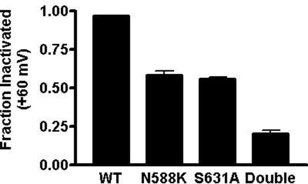 Fractional Inactivation of WT N588K S631A & N588K/S631A channels (n = 4-8)