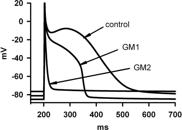Figure 1. Action potential profiles in control GM1 and GM2.