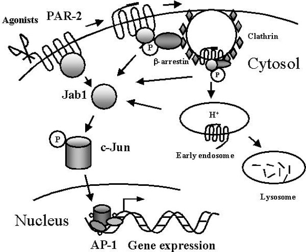 Model for Jab1-mediated signaling pathway for PAR-2.