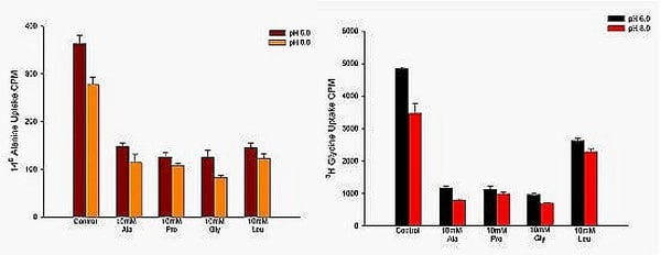 Figure 1: Influx of radiolabelled L-alanine (left) and of glycine (right) into S2 cells under sodium-free conditions: the external pH was respectively 6.0 or 8.0. Inhibition by 10mM unlabelled alanine proline glycine and leucine is shown. Note the pH dependence of uptake; and the different pattern of inhibition by leucine for the two substrates.