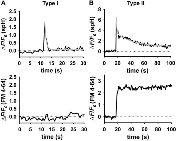 Fig. 1. Spontaneous exocytotic events of type I (A) and type II (B). Time-dependent fluorescence changes at the vesicle site separately for spH and FM 4-64. In type II events (B) FM 4-64 fluorescence simultaneously increased with the spH fluorescence signal.