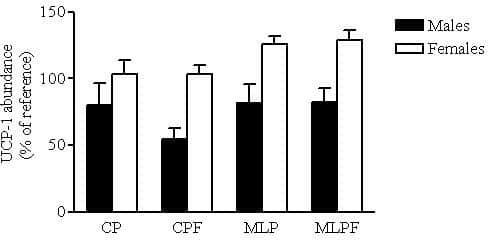Figure 2: UCP-1 expression in BAT at 13 weeks of age