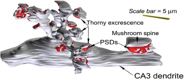 Figure 1. A 3-dimensional reconstruction from 150 serial ultrathin sections of a 20 μm segment of dendrite from CA3 with thorn excrescences. Note that the thorns show post-synaptic densities (PSD) in red and there is also a single mushroom spine with a PSD (scale bar 5μm).