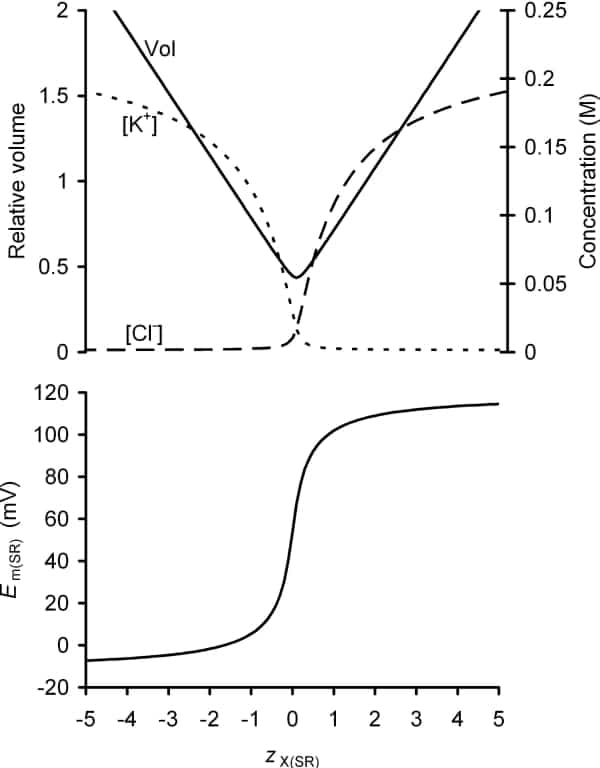Figure 1. The predicted influence of the mean charge per osmole of intra-SR membrane-impermeant ions (zX(SR)) upon SR volume SR membrane potential (Em(SR)) and intra-SR ion concentrations calculated using Gibbs-Donnan relationships. Note that the SR membrane is normally impermeable to Ca2+ at rest and total SR Ca2+ content (buffered + free) is high. Thus zX(SR) is likely to be profoundly influenced by the intra-SR Ca2+ content.