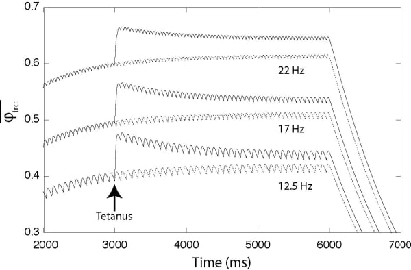 Figure 1. Fraction of Ca2+ bound to troponin C as a function of time during regular spiking activity (at 12.5 17 and 22 Hz). Arrow marks time at which the total amount of Ca2+ within the muscle fibre is suddenly increased by 5% here corresponding to cumulative additional extracellular Ca2+ entering the myoplasm during tetanus via slow L-type Ca2+ channels like the DHPR receptor.