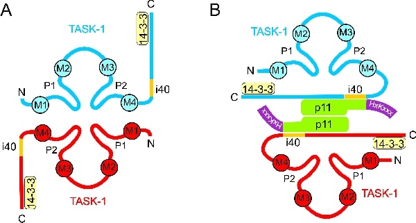 Figure 1. Topology of the interaction between TASK-1 and p11.