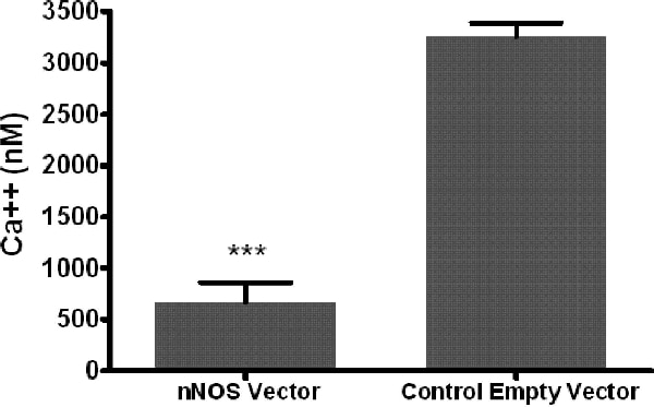 Figure 1. Average increase in [Ca2+]i in sympathetic neurons treated with nNOS vector and empty vector control. n=10 p<0.01.