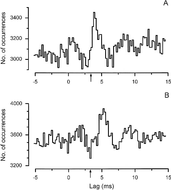 Figure 1. Cross-correlations for an EBSN and internal (A) and external (B) intercostal nerves (arrows monosynaptic latencies).