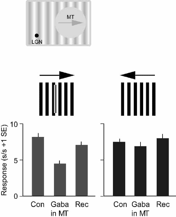 Figure 1. Top location of MT and LGN cell receptive fields. Middle iconic representation of stimuli. Bottom LGN cell responses before (Con) during (GABA in MT) and after (Rec) focal decrease of MT visual responses to a grating drifting in the preferred (left) and non-preferred (right) directions of the MT cell.