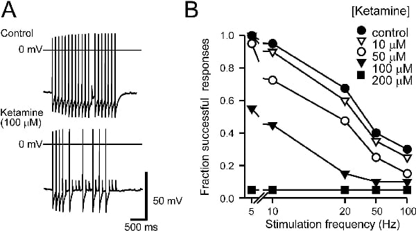 Figure 1. Attenuation of postsynaptic events evoked by trains of nerve stimuli in the presence of ketamine. A responses to a train of 20 stimuli at 10Hz delivered to the preganglionic nerve trunk in control conditions and during superfusion of ketamine (100 μM). B depression of action potential firing recorded during repetitive stimuli with increasing concentrations of ketamine. The ratio of the number of suprathreshold responses to the number of stimuli was used to give an index of the frequency dependence of synaptic transmission.