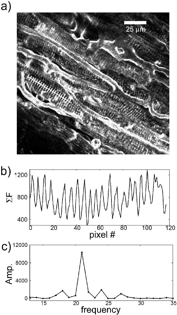 Figure 1. a ventricular tissue scan. b fluorescence intensity profile. c DFT of the intensity profile.