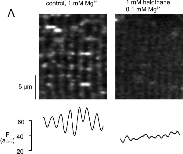 Figure 1 Confocal image of an EDL fibre after 15 min exposure to fluo-5N (left). The same fibre is shown 1 min after addition of 0.1 mM Mg2+ 0.1 mM halothane (right).