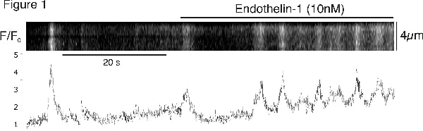 Figure 1: Linescan image showing the effects of endothelin on fluo-4 fluorescence in a smooth muscle cell in the wall of a rat retinal arteriole. The average fluorescence (normalised to the resting fluorescence F 0) is plotted below the image panel.