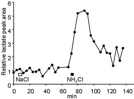 Figure 1. Time course of changes in the area of the lactate peak in an illustrative experiment. Infusion of NaCl over 4 min caused no change but NH4Cl did. Data acquisition lasting 3 min 12 s was started simultaneously with the beginning of the NH4Cl infusion and this point already showed an increase.