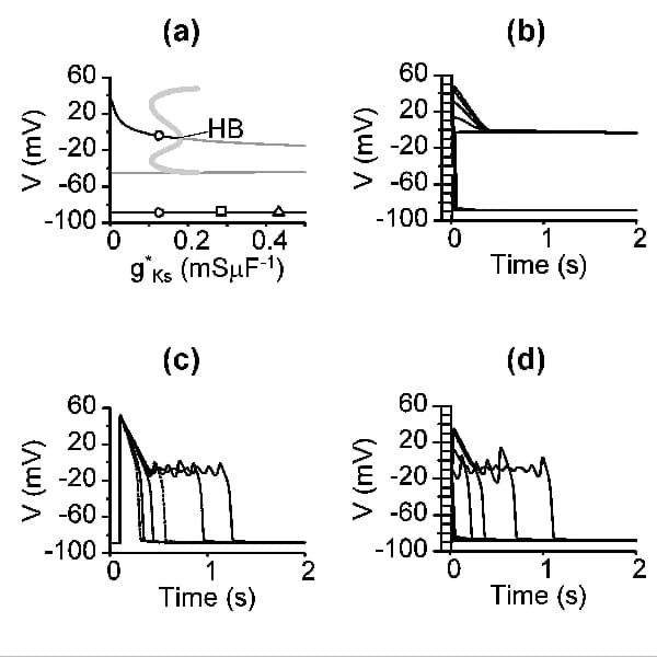Figure 1. (a) Bifurcation diagram of the membrane system (LRd00, clamped ionic concentrations) for g*Ks shows the membrane potential (V) at which dV/dt = 0: stable equilibria (black line) unstable equilibria (grey line) unstable periodic (grey circles) and Hopf bifurcation (HB). Stable equilibria for epicardial (triangle) mid-myocardial (black circles) and endocardial membrane (square) are indicated. (b) For the mid-myocardial membrane after 2 s at holding V V(t) converge into two stable equilibria but (d) addition of [Ca2+]i dynamics with the mid-myocardial membrane leaves one stable equilibrium. (c) Overlay of solitary action potentials in a simulated LRd00 cell with [Ca2+]i dynamics and g*Ks decreased from left to right: 0.433 0.289, 0.163 0.150 0.137 0.125 mS μF−1 show prolonged action potential duration with EADs.