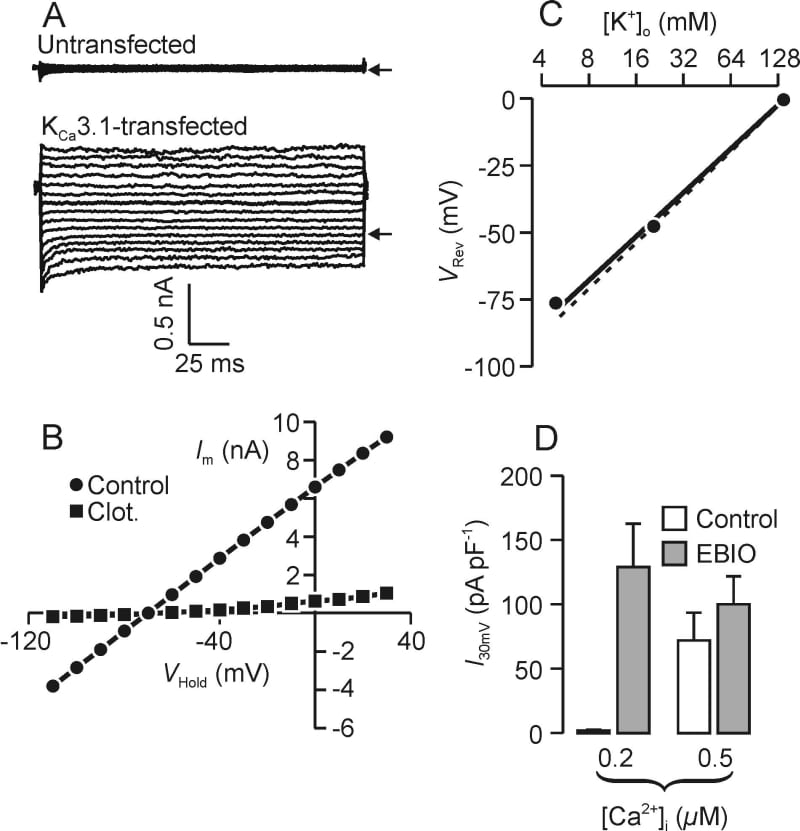 Figure 1. (A) Membrane currents recorded from control and KCa3.1-transfected CHO cells. (B) Current-voltage relationship for KCa3.1-expressing cells under control conditions and after clotrimazole (10 μM application. (C) relationship between VRev and [K+]o for KCa3.1-expressing cells. The continuous line was fitted to the data by linear regression whilst the dashed line shows the relationship for a perfectly selective K+ conductance (Nernst equation). (D) Membrane currents recorded at 30 mV from KCa3.1-expressing cells under control conditions and after application of EBIO (1 mM) data from experiments in which [Ca2+]i was 0.2 μM and 0.5 μM.
