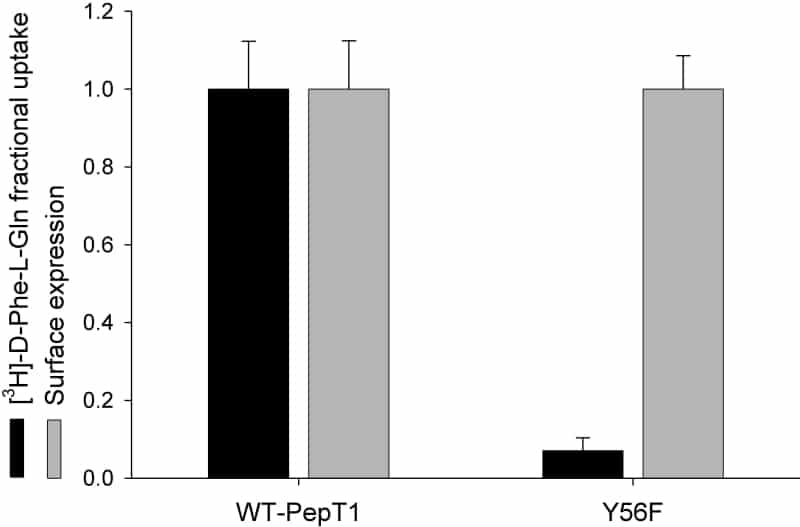 Figure 1. Normalised uptake of D-Phe-L-Gln and transporter surface expression in Xenopus oocytes expressing wild-type PepT1 (wt-PepT1) or Y56F-PepT1. The Y56F-PepT1 uptake is reduced to <10% of that of the wild-type (p<0.01 Student’s paired t test n=3).