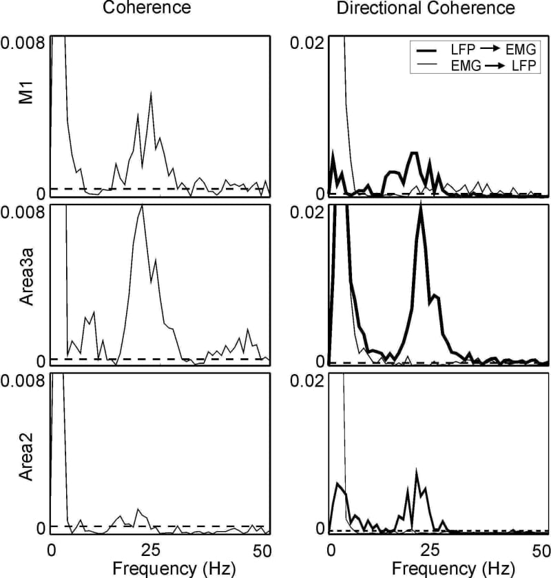 Figure 1. Coherence (left) and DC (right) between LFP and contralateral flexor digitorum profundus (FDP) EMG. Dotted line marks significance level (P<0.05).