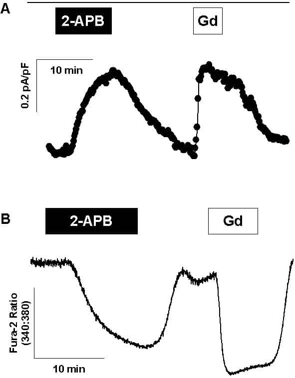 Figure 1. Similar pharmacological characteristics of ISOC and CCE A ISOC was pre-activated with 1 µ thapsigargin for 15 min. Time course of inward current recorded at -100 mV is presented. Treatment with 10 µM 2-APB for 10 min (black box) reversibly inhibits ISOC to a similar extent as 100 µM GdCl3 (white box about 5 µM free Gd3+) (representative of n=4). B recording of fura-2 fluorescence from a population of A7r5 cells pre-treated with thapsigargin to deplete intracellular Ca2+ stores and activate capacitative Ca2+ entry (CCE). 2-APB and Gd3+ have similar inhibitory effects on CCE as on ISOC (representative of 4 similar experiments). The same external solutions were used for ISOC and fura-2 recordings